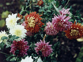 Chrysantheme