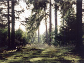 Wald